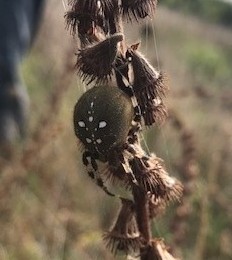 A picture of a Four-spot Orb-Weaver on vegetation