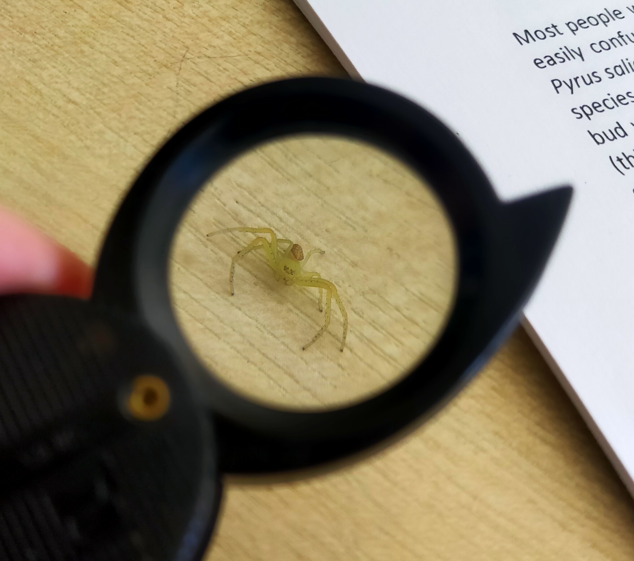 A picture of a Green Crab-spider through a magnifying lens