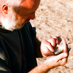 Bird Ringing