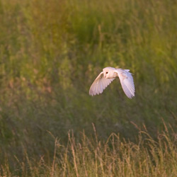 Barn Owl