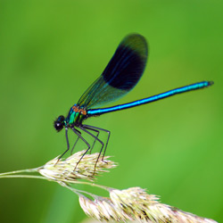 Banded Damoiselle