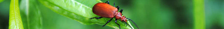 Cardinal Beetle