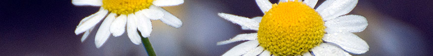 Ox Eye Daisies