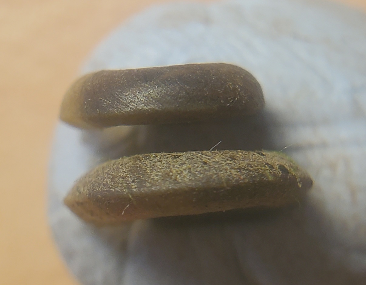 Planorbis planorbis (top) Planorbis carinatus (bottom), Caitlin Riley