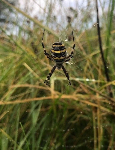 A picture of a Wasp Spider in some grass